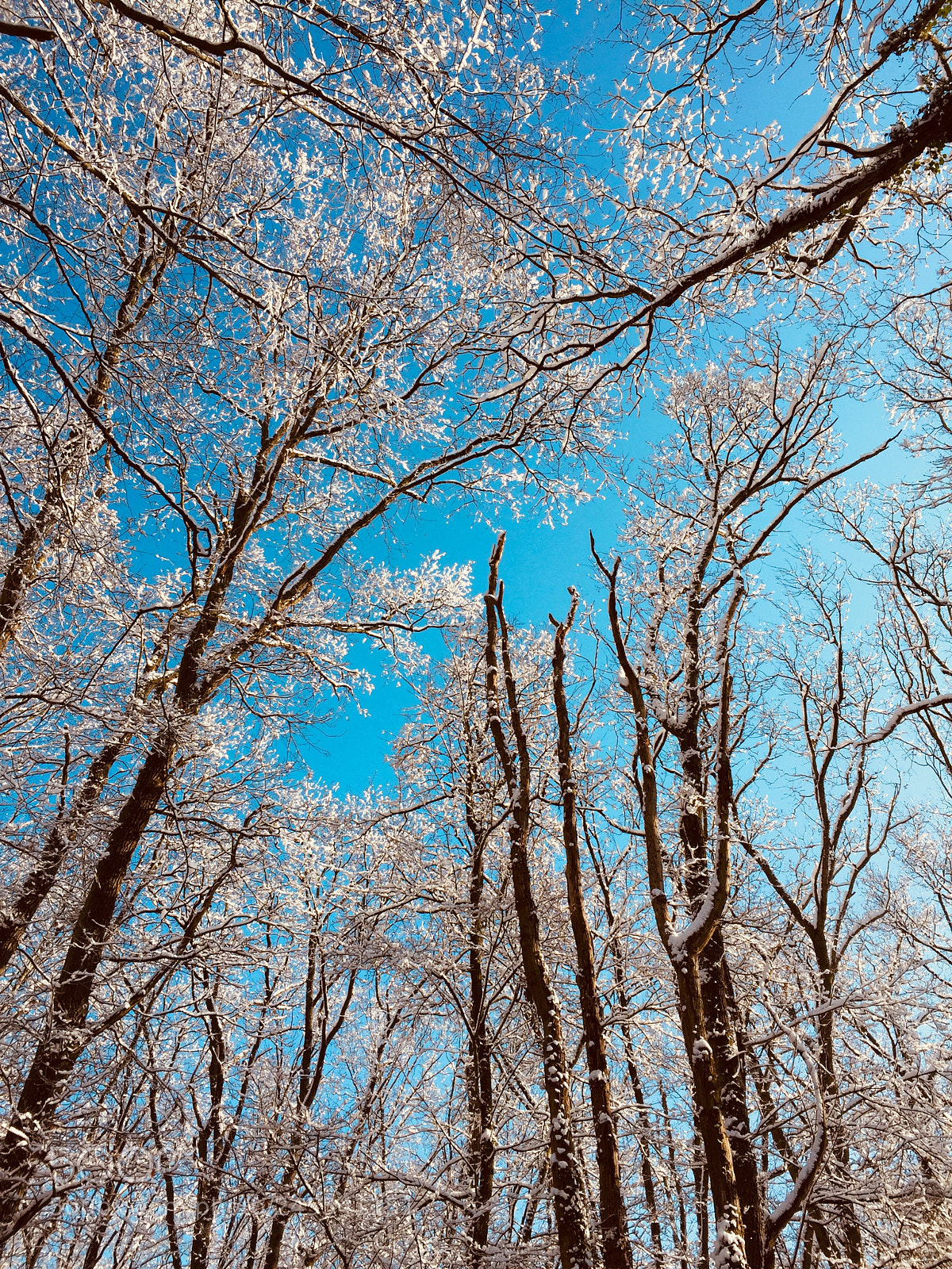 Apple iPhone 6 sample photo. Blue sky photography