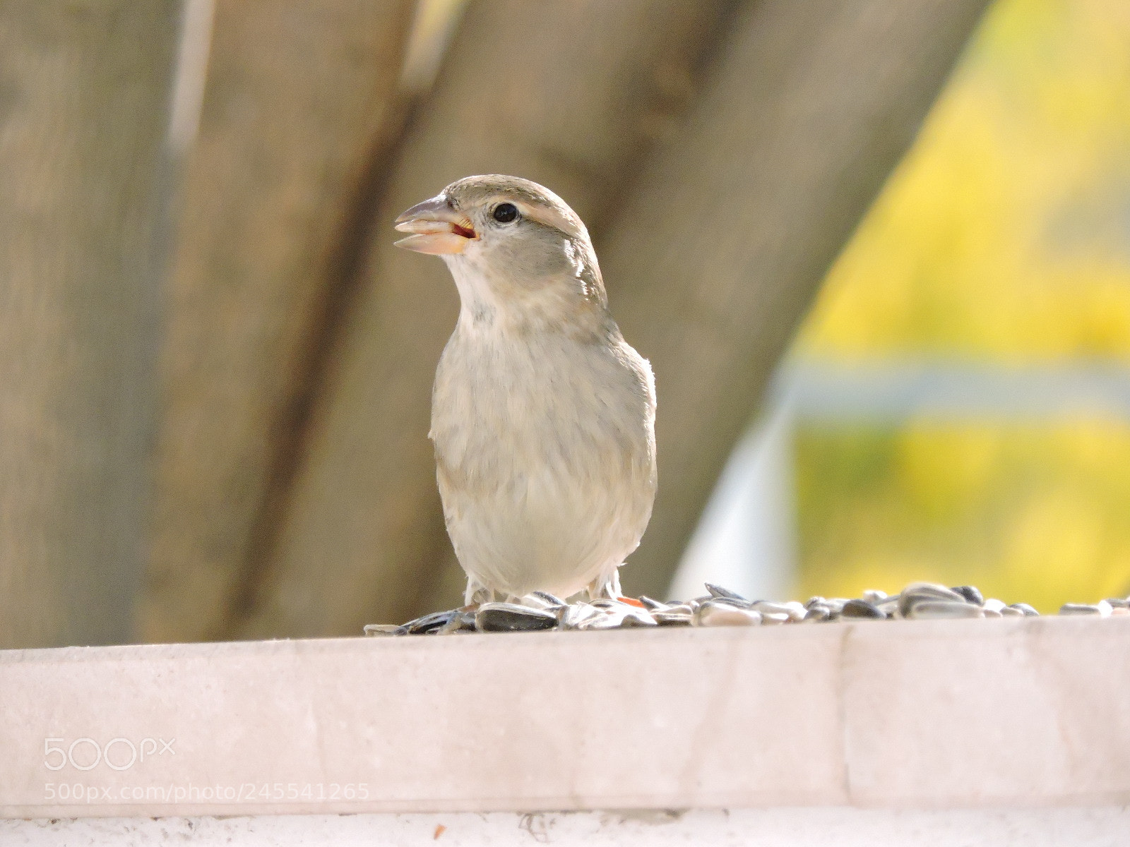 Nikon Coolpix P530 sample photo. Sparrow photography