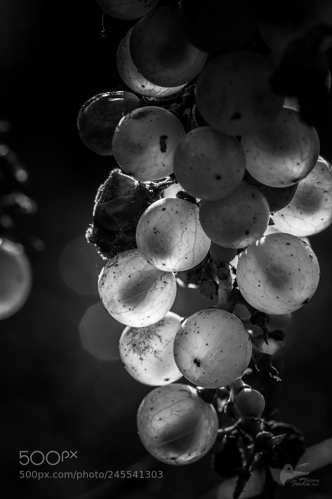 Canon EOS 700D (EOS Rebel T5i / EOS Kiss X7i) sample photo. Raisin photography