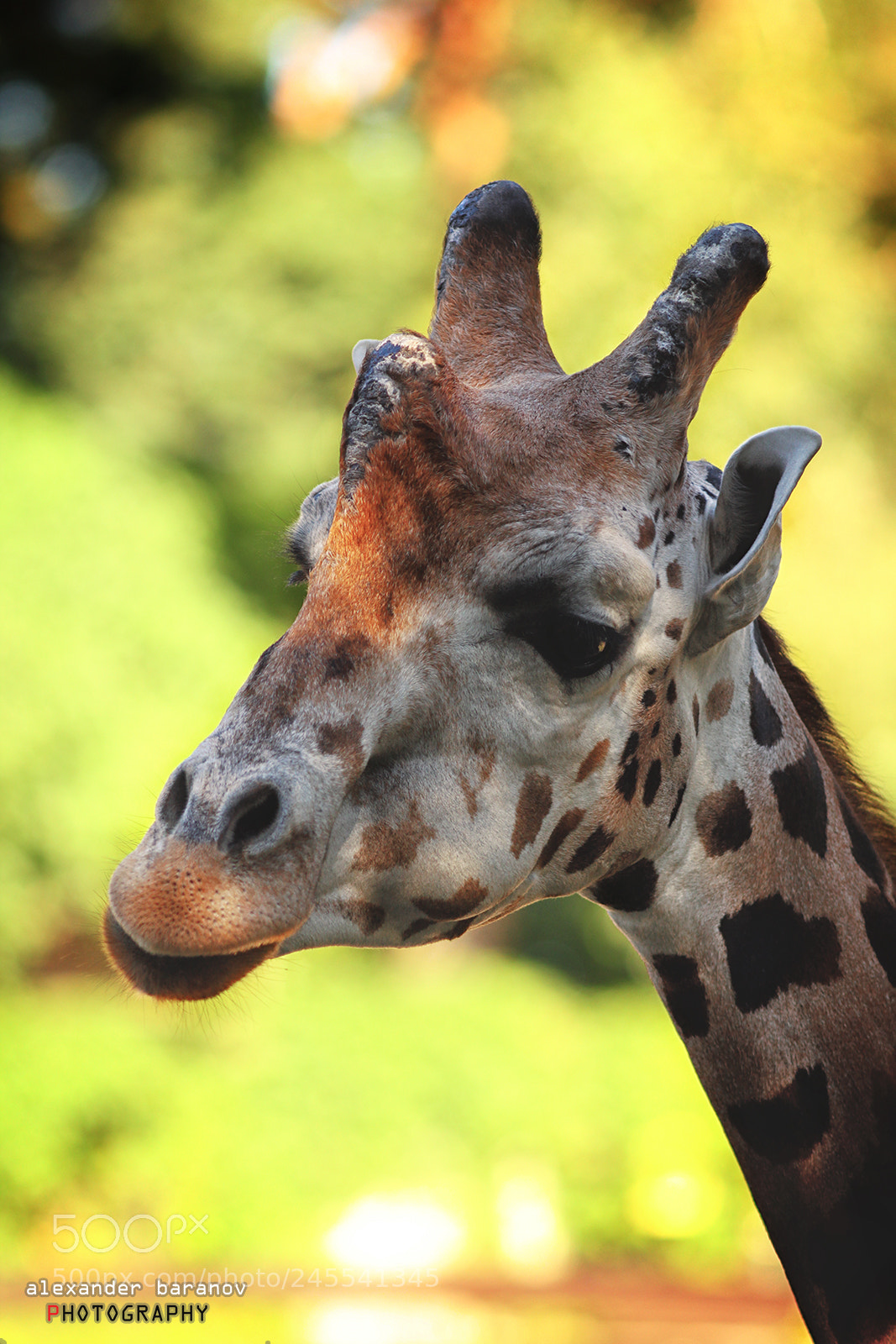 Canon EOS 60D sample photo. Giraffe portrait i photography