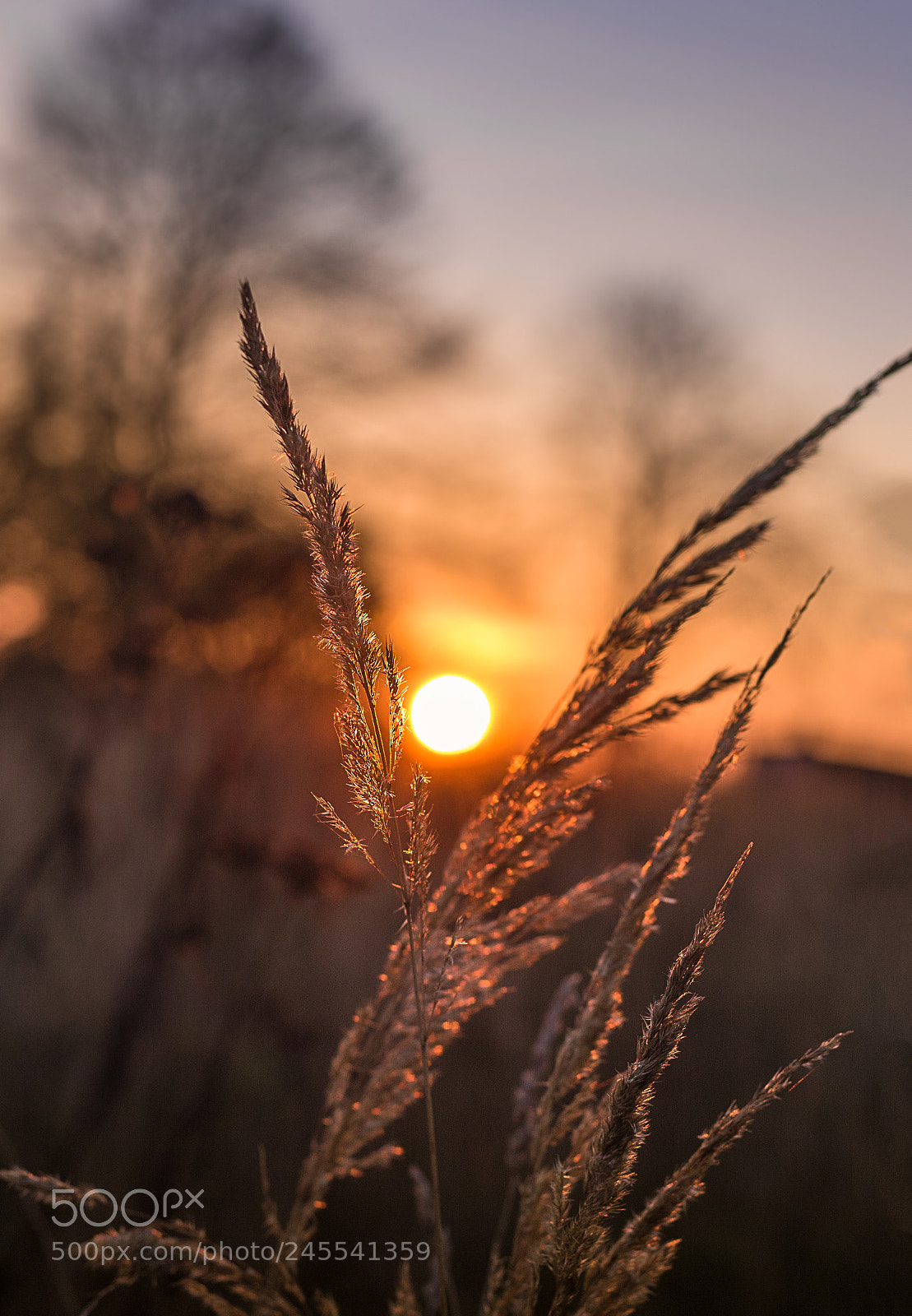 Canon EOS 7D Mark II sample photo. Sunset though the trees photography
