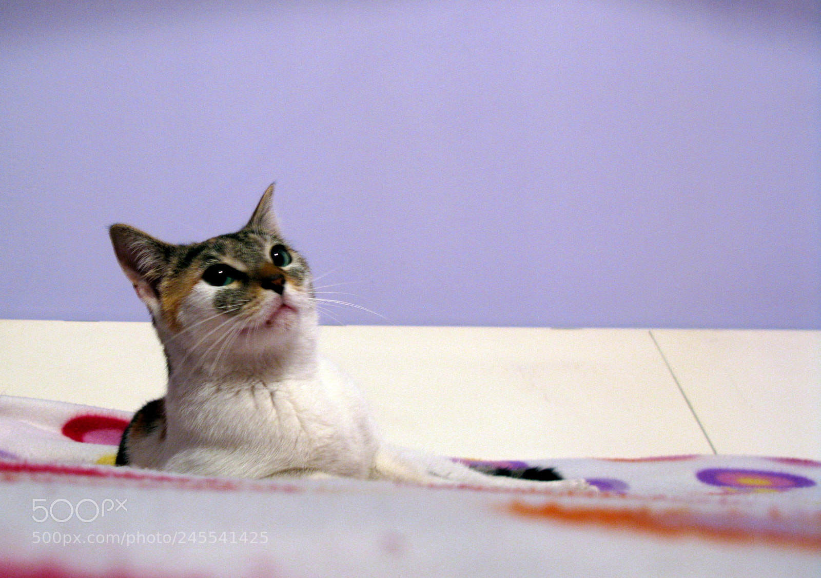 Canon POWERSHOT G9 sample photo. Cat photography