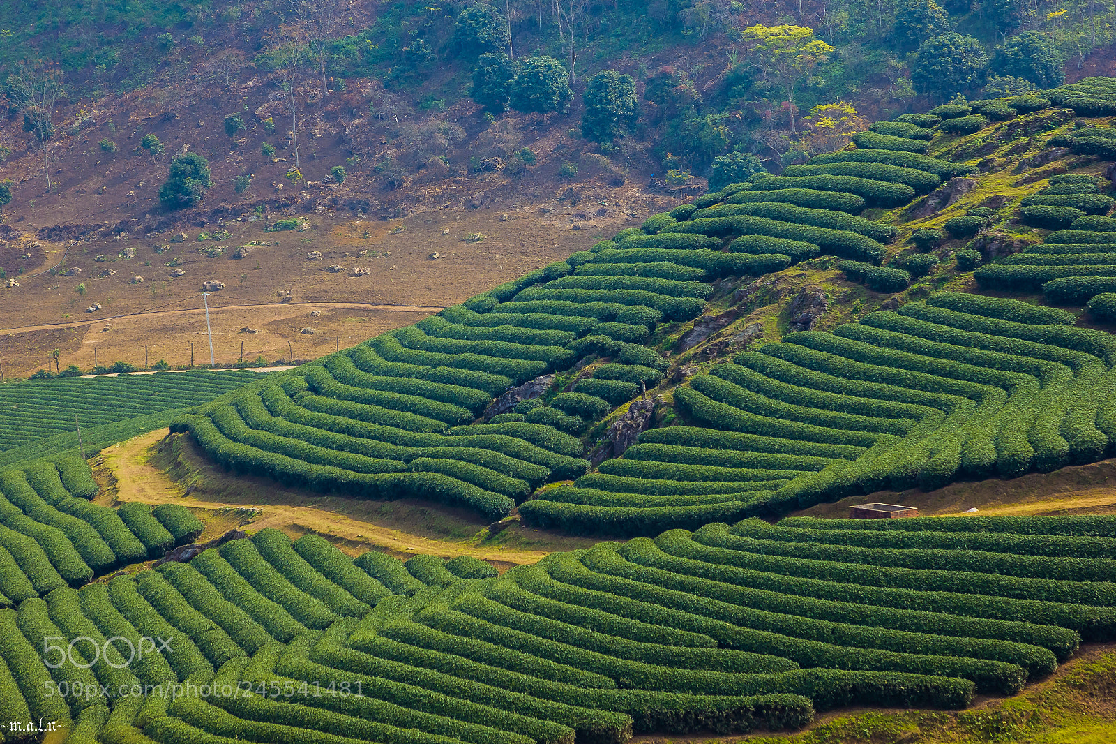 Canon EOS 60D sample photo. Tea photography
