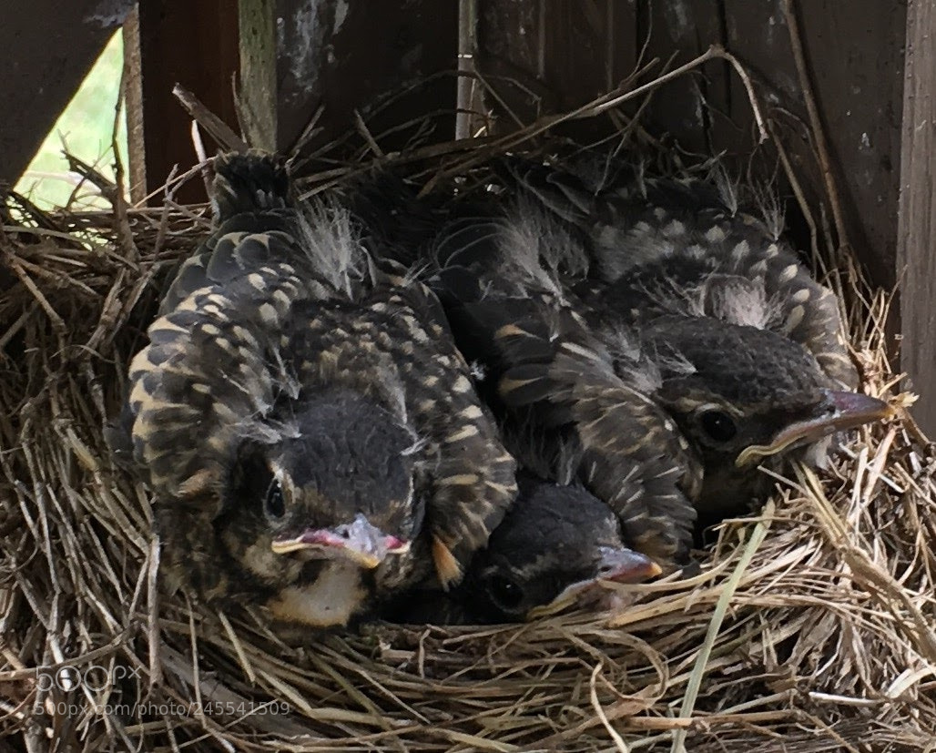 Apple iPhone 6s sample photo. Birds in a nest. photography