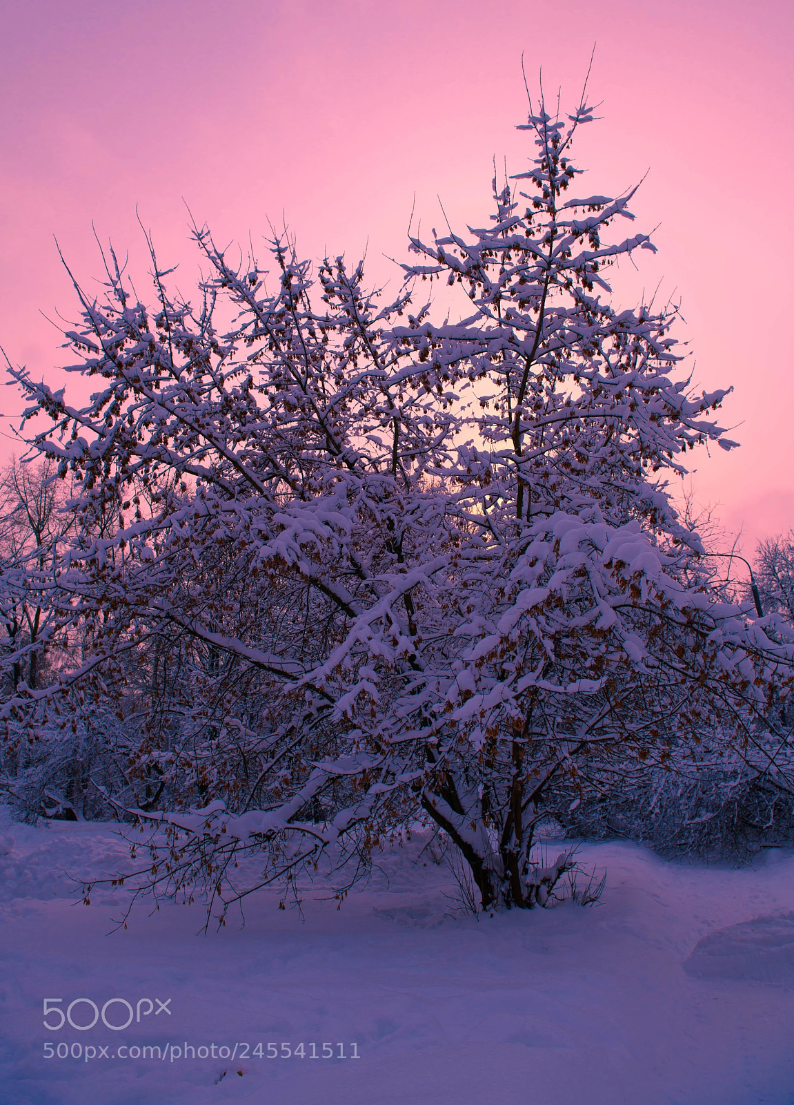 Nikon D850 sample photo. Winter photography