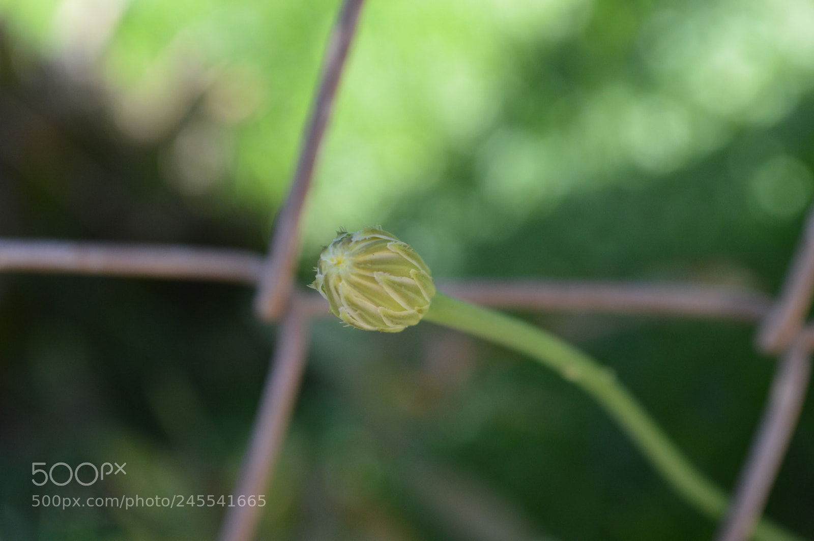 Nikon D3200 sample photo. Nacimiento photography