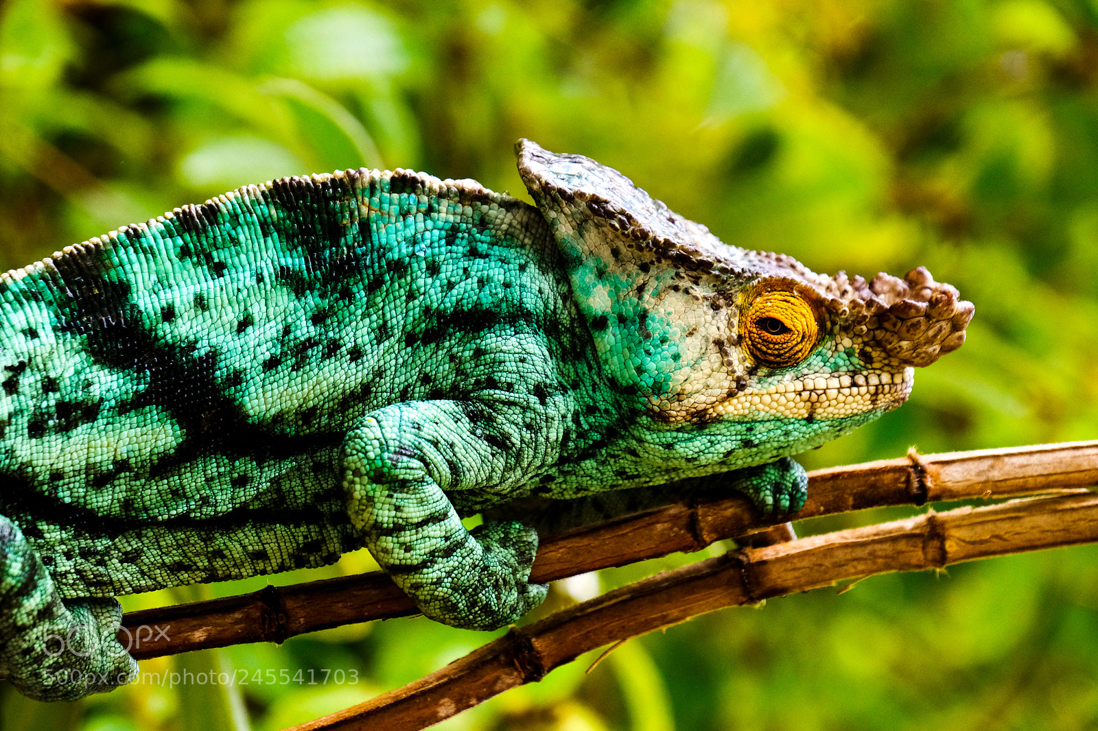 Fujifilm X-Pro2 sample photo. Chameleon photography