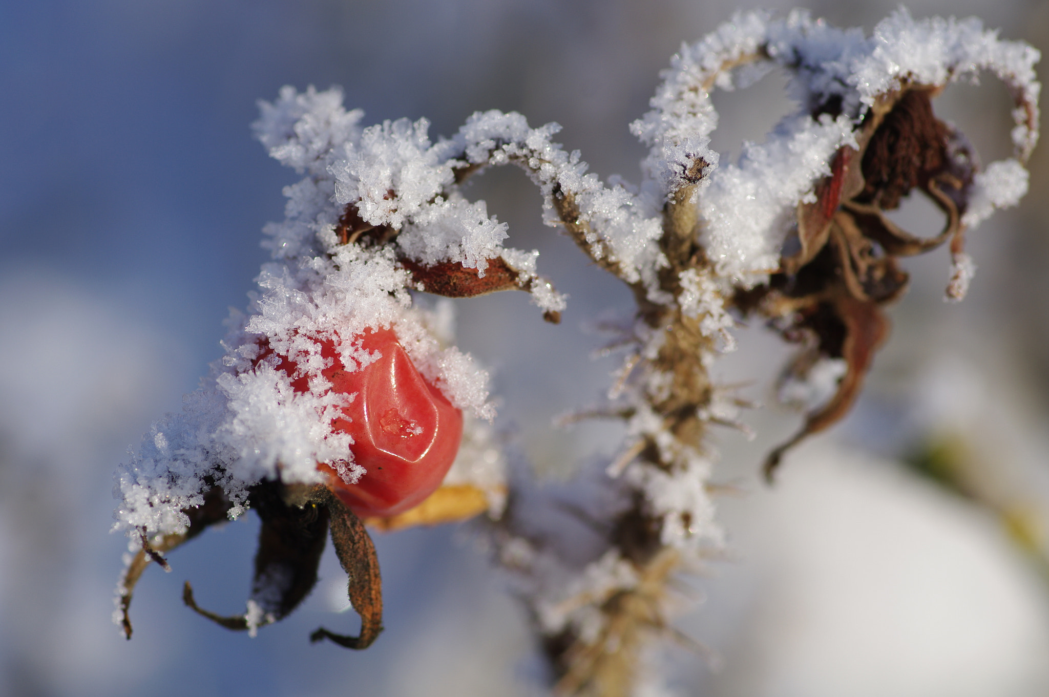 Pentax K-7 + Pentax smc D-FA 100mm F2.8 macro sample photo. Mslv photography