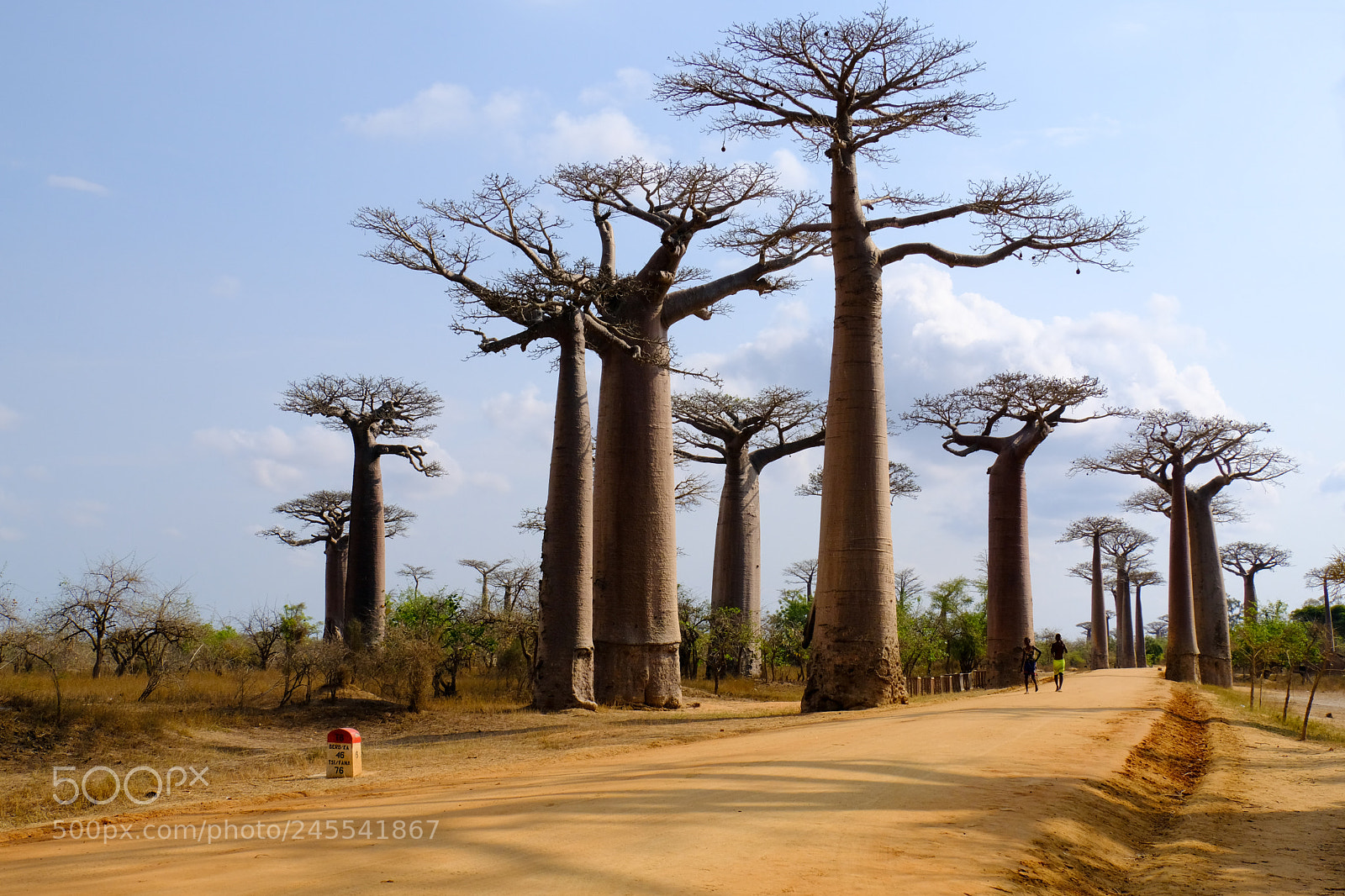 Fujifilm X-Pro2 sample photo. Avenue of the baobabs photography