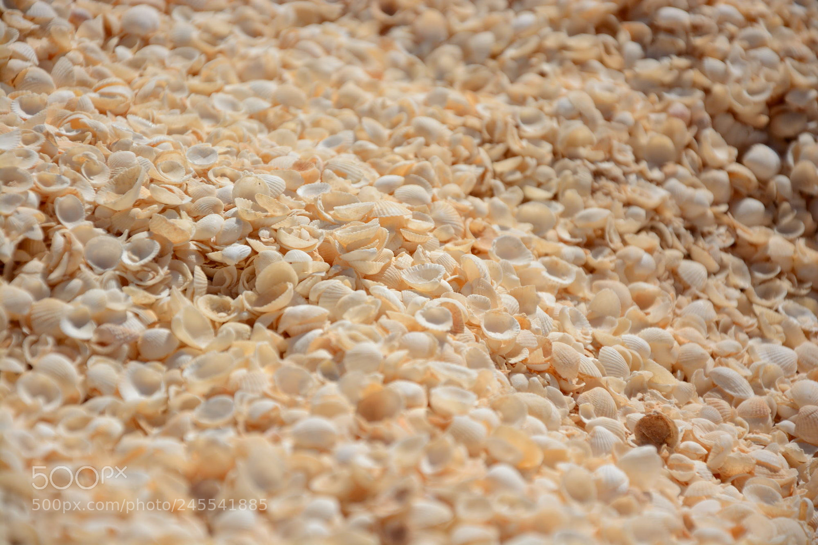 Nikon D5200 sample photo. Shell beach photography