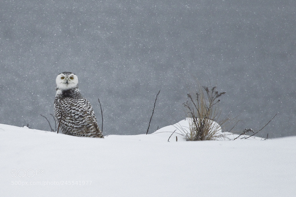 Canon EOS 7D Mark II sample photo. Snowy owl, connecticut, 2018 photography