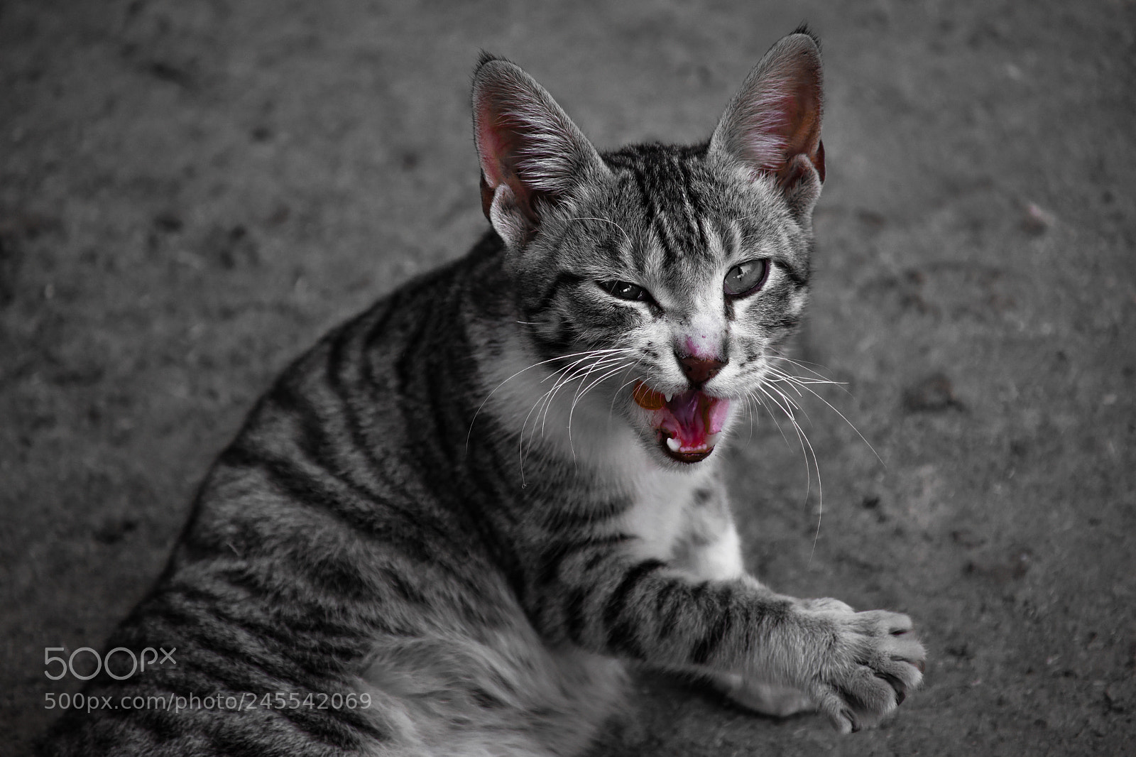 Nikon D3400 sample photo. Leave me alone... photography
