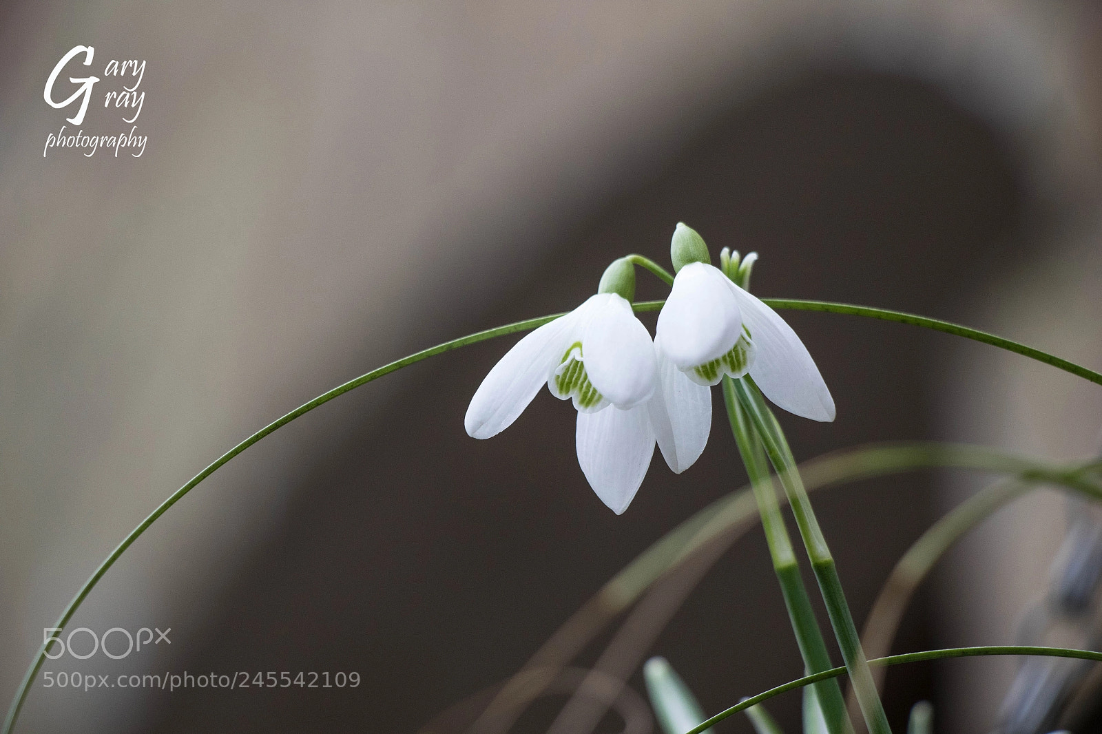 Canon EOS 7D Mark II sample photo. Snowdrops photography