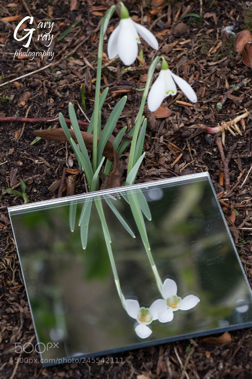 Canon EOS 7D Mark II sample photo. Reflected snowdrops photography