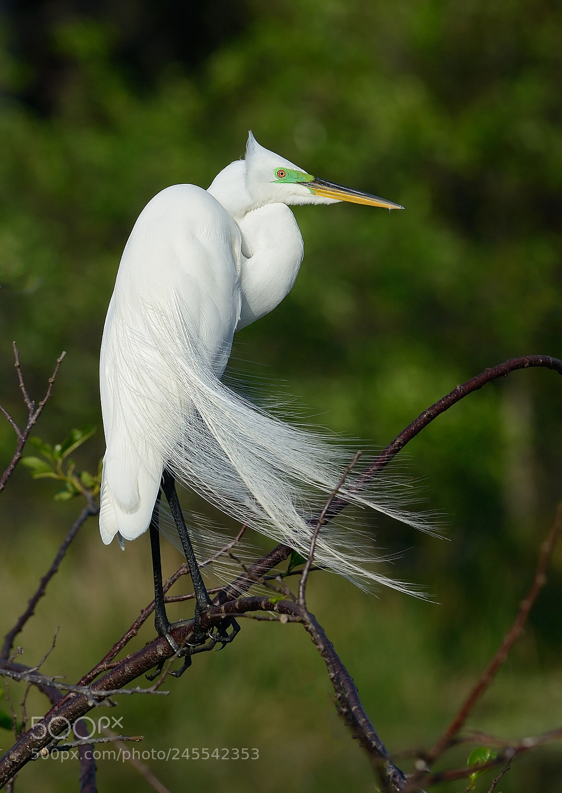 Nikon D800E sample photo. Egret breeding plumage photography