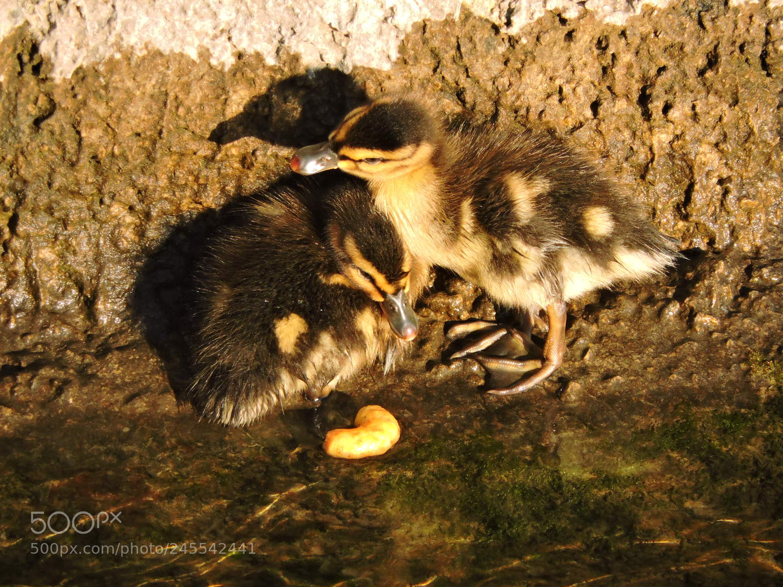 Nikon Coolpix P530 sample photo. Ducklings photography