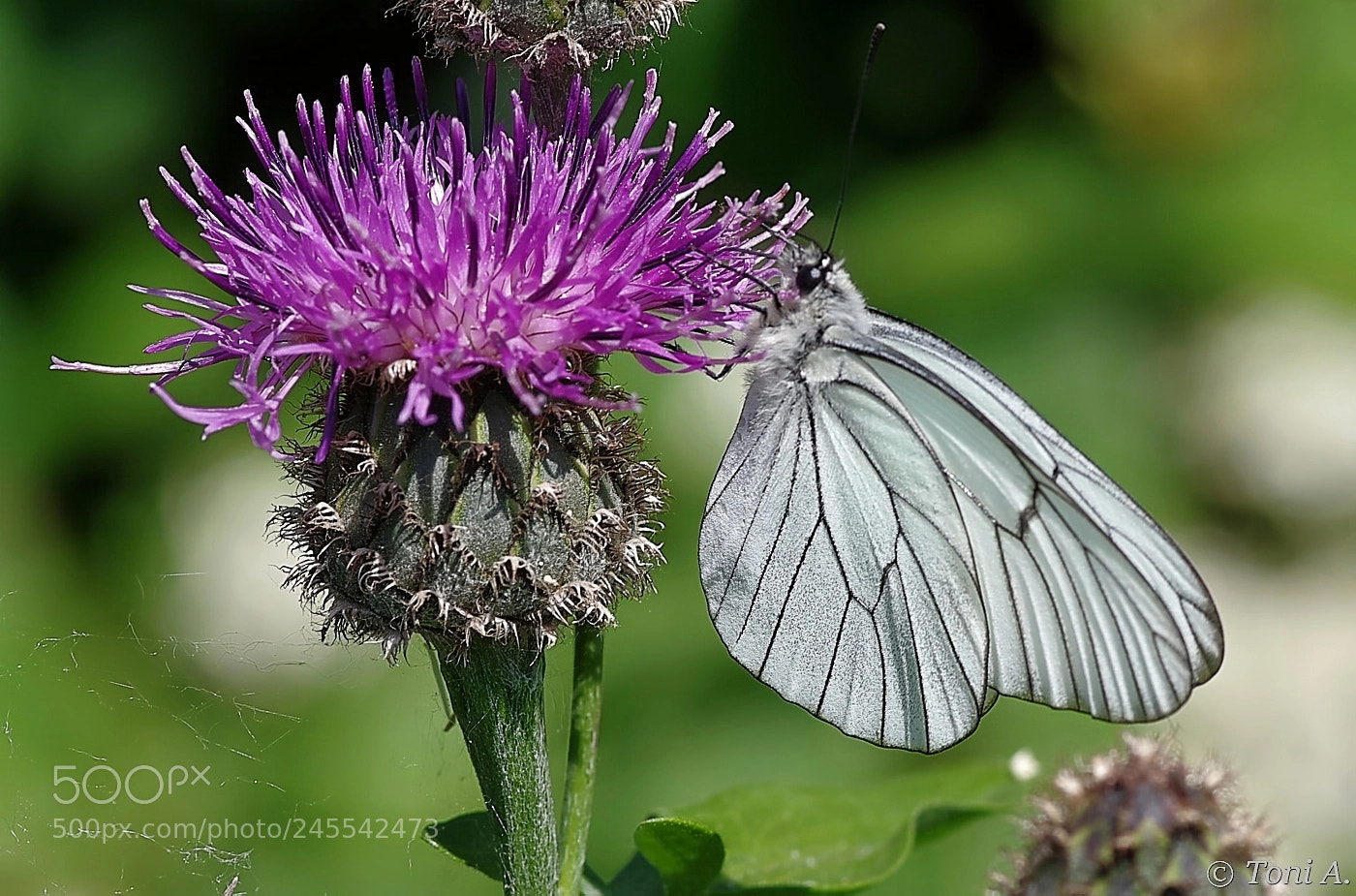 Pentax K-5 II sample photo. Butterfly photography