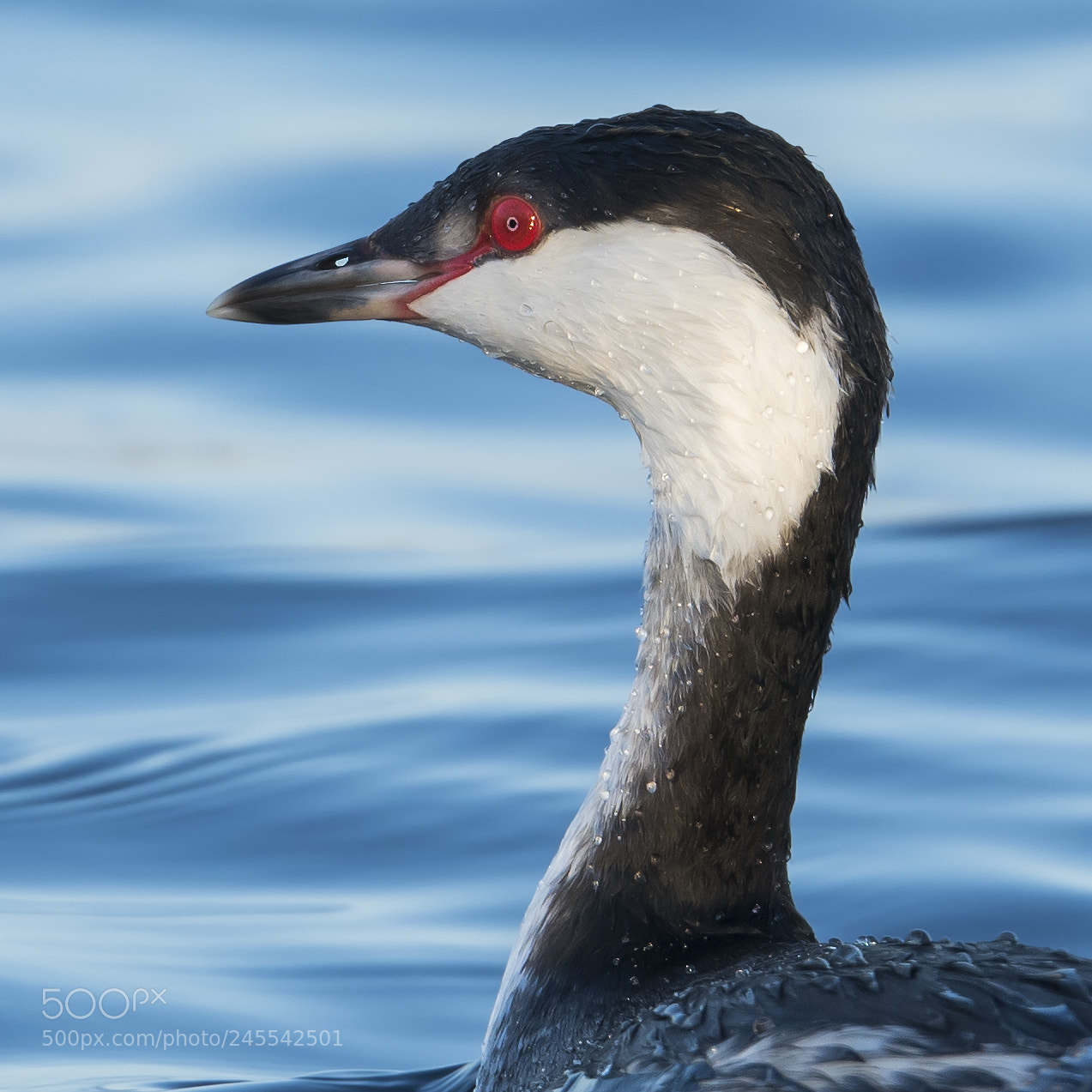 Nikon D500 sample photo. Horned grebe; kuifduiker photography