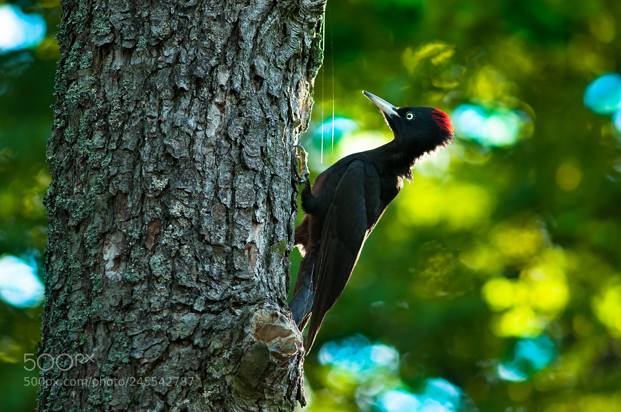 Nikon D90 sample photo. Woodpecker part v photography