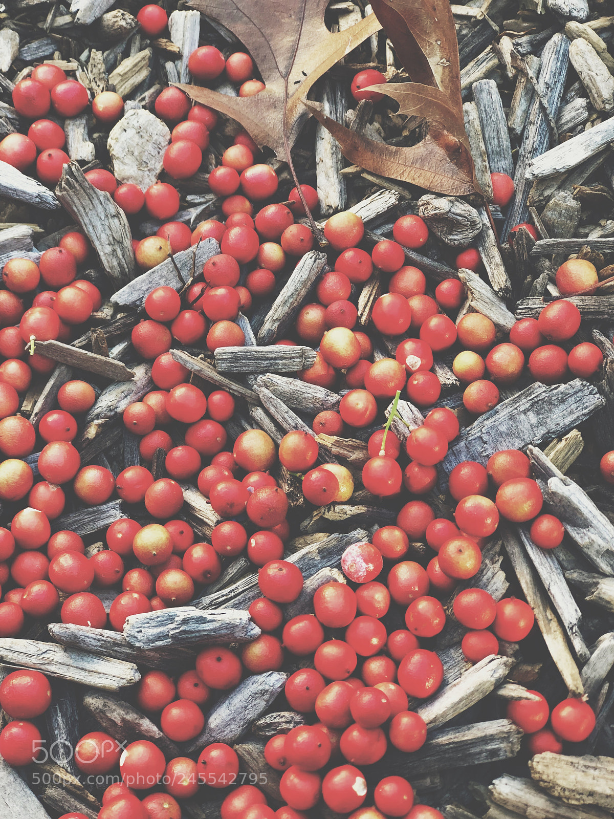 Apple iPhone 8 Plus sample photo. Red tomatoes photography