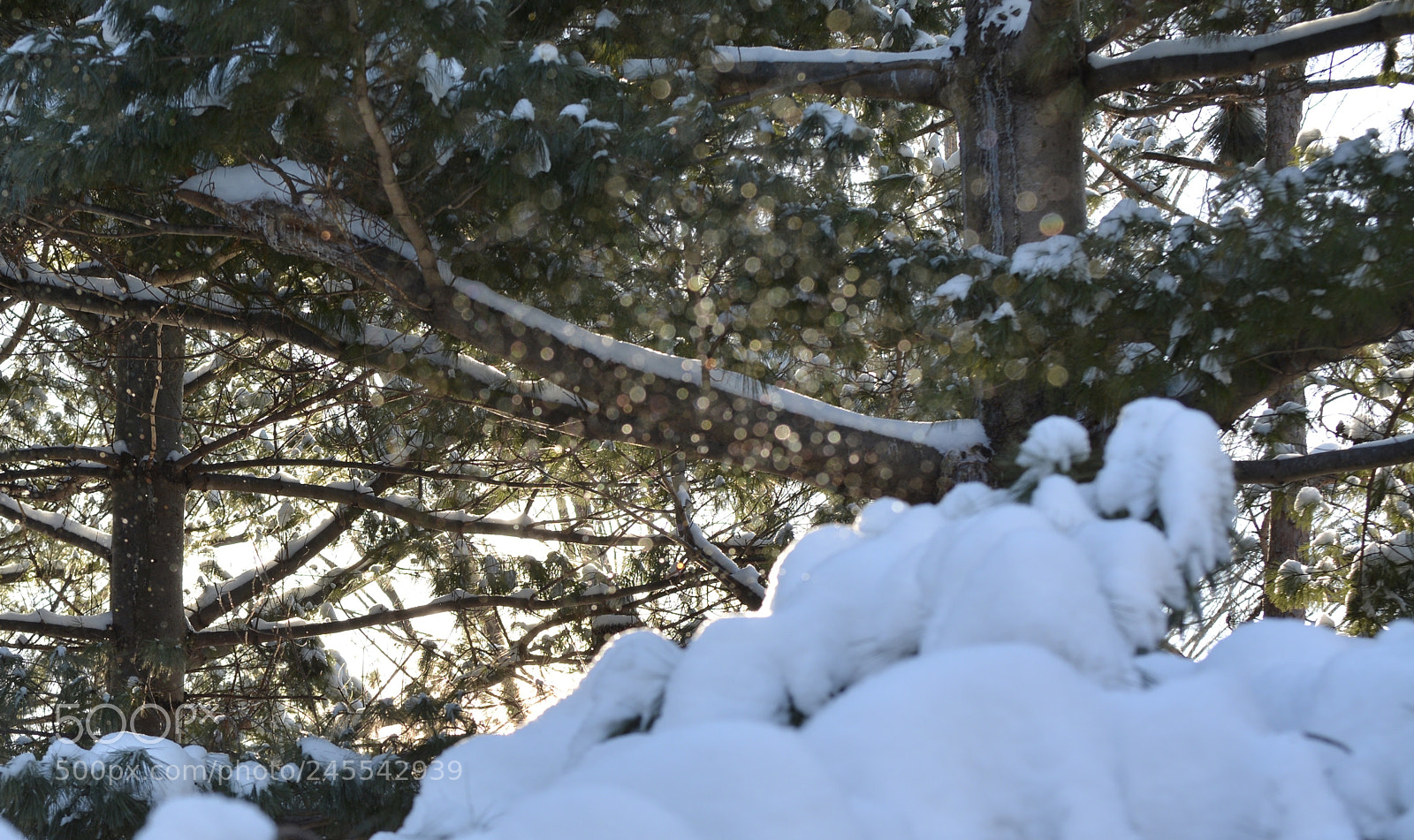 Nikon D7100 sample photo. Pixie dust photography
