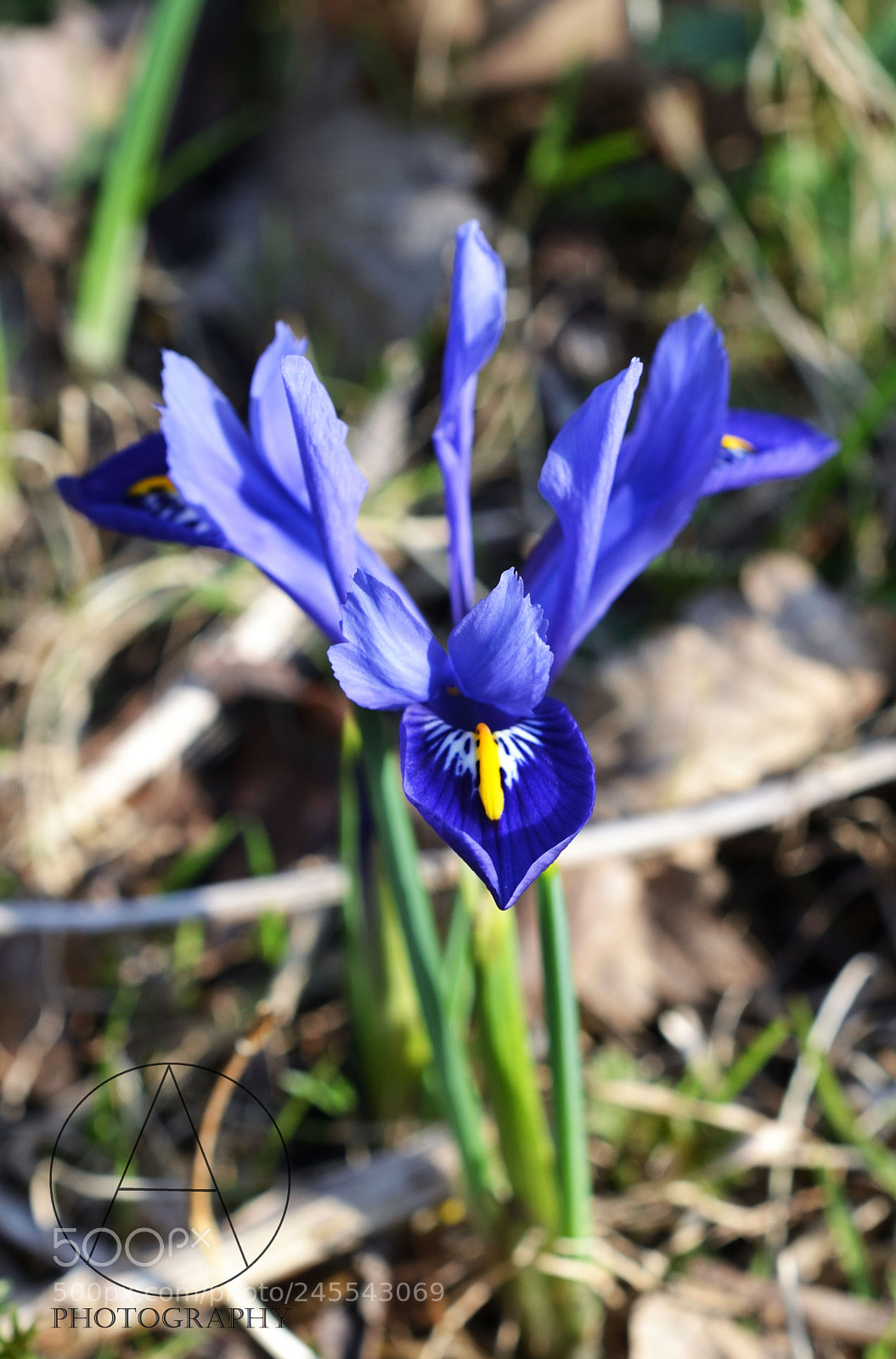 Nikon D3100 sample photo. Spring is on the photography