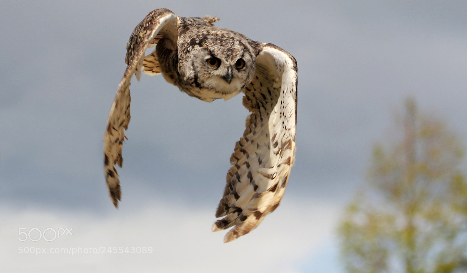 Canon EOS 550D (EOS Rebel T2i / EOS Kiss X4) sample photo. Great horned owl photography