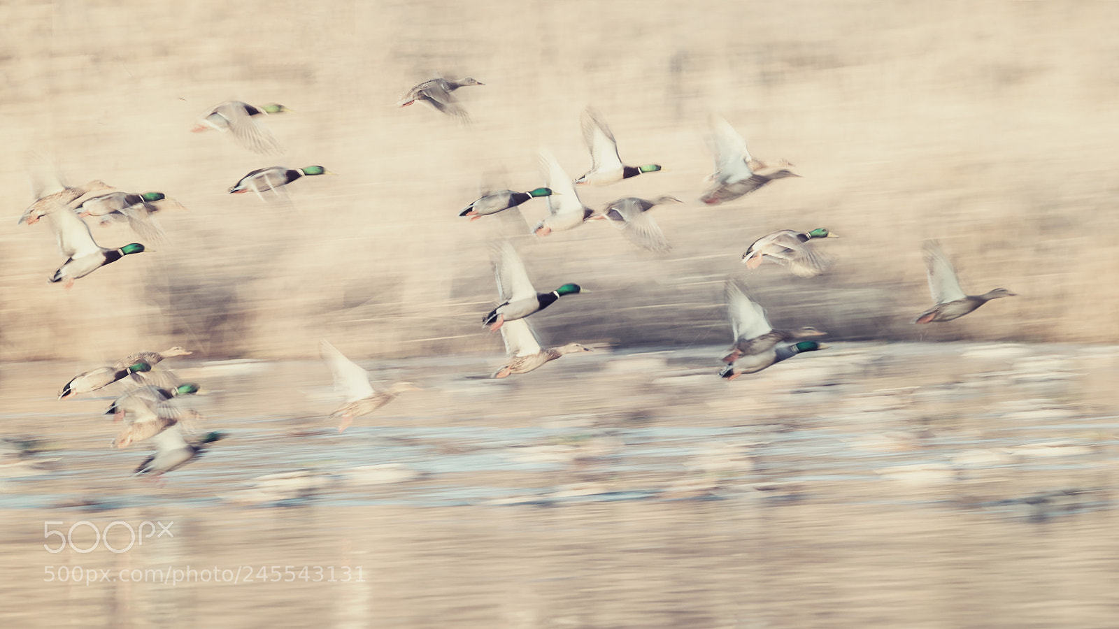 Canon EOS-1D X Mark II sample photo. Flying ducks photography