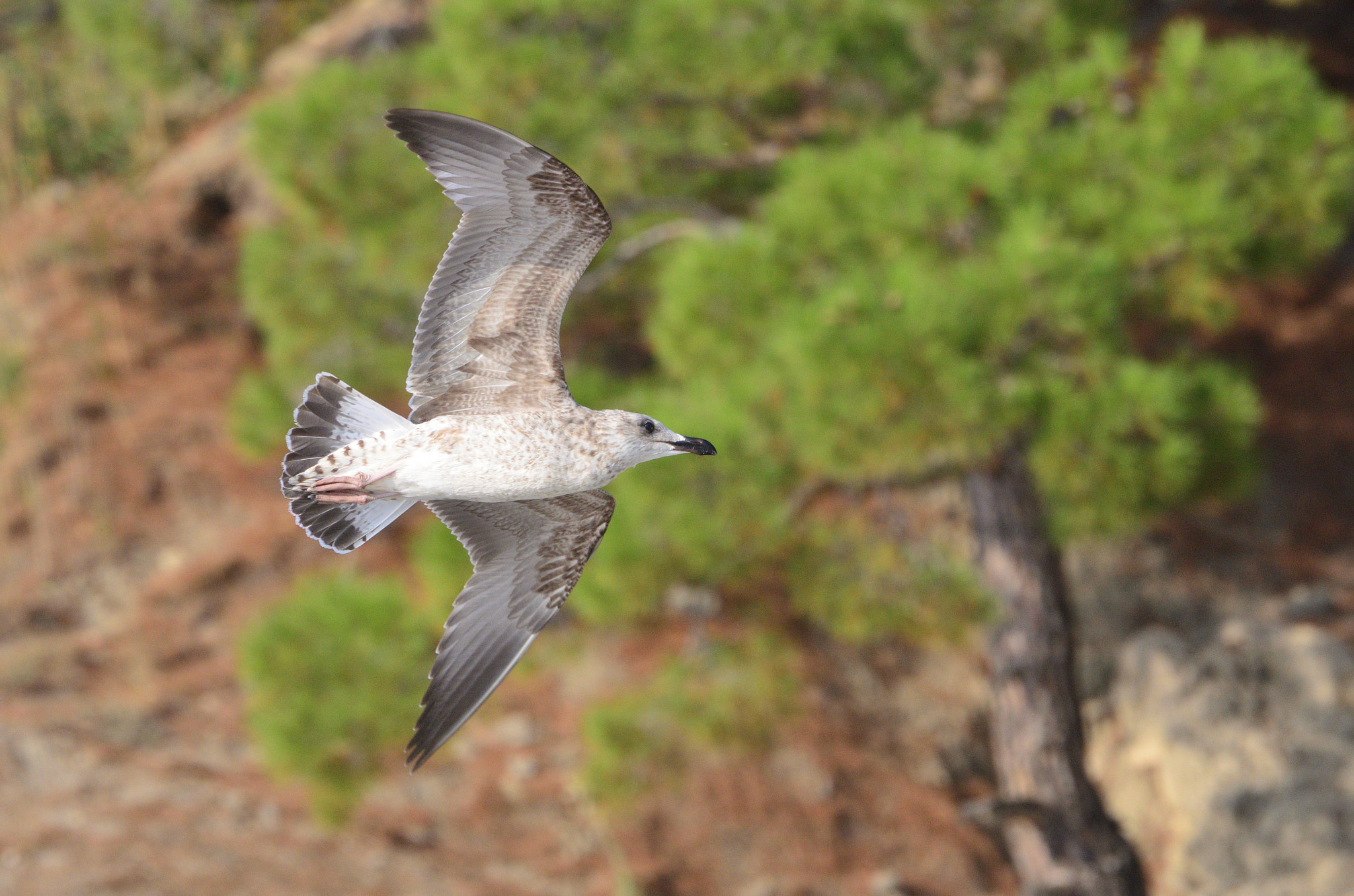 Nikon D5100 sample photo. Seagull photography