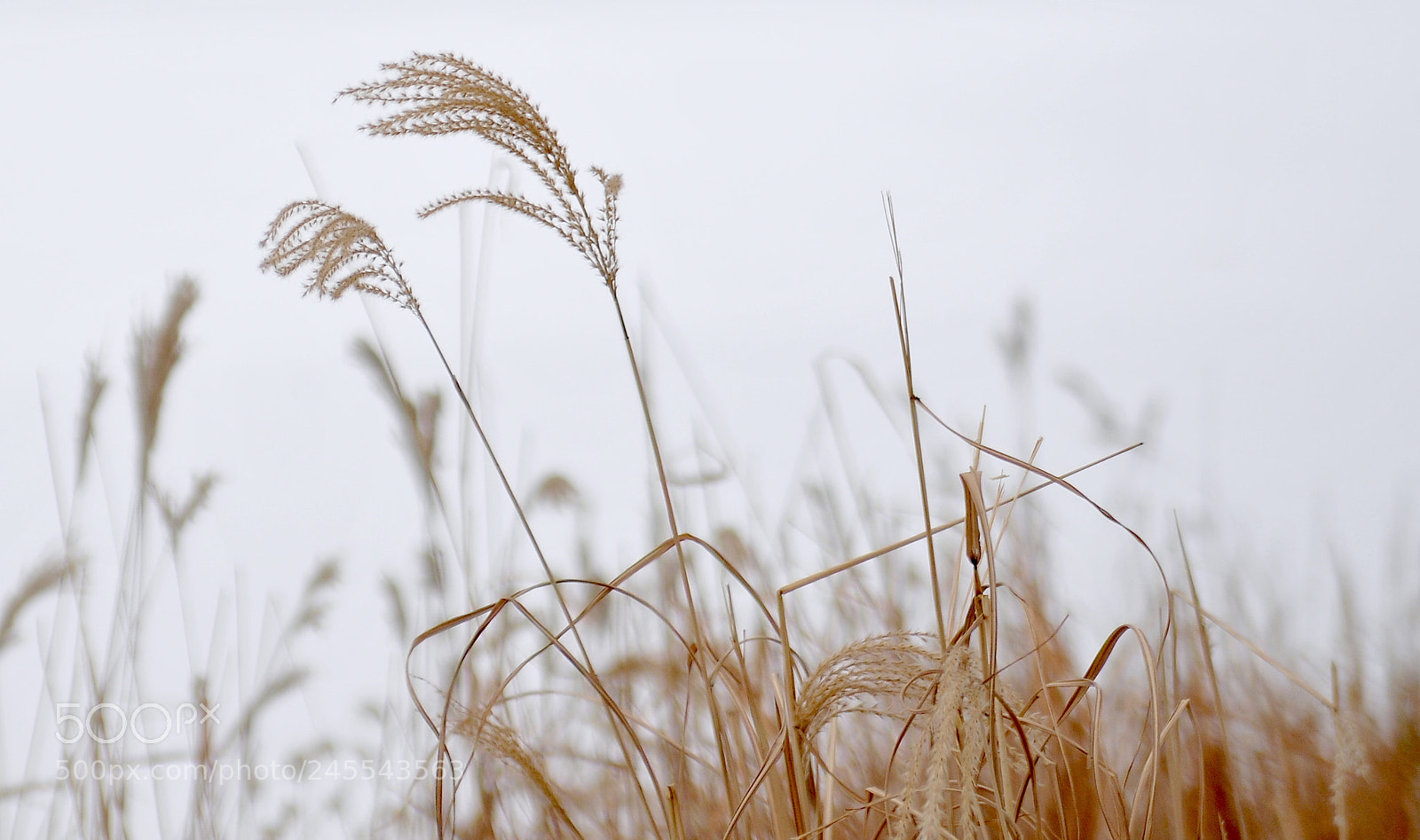 Nikon D300S sample photo. Winter photography
