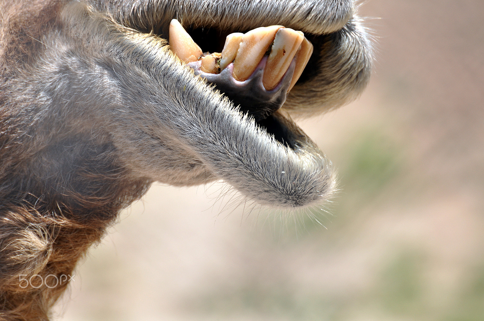 Nikon D90 sample photo. Say ... cheese! photography