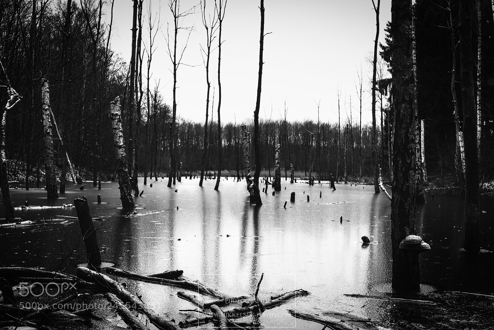 Nikon D610 sample photo. Winter in the woods photography