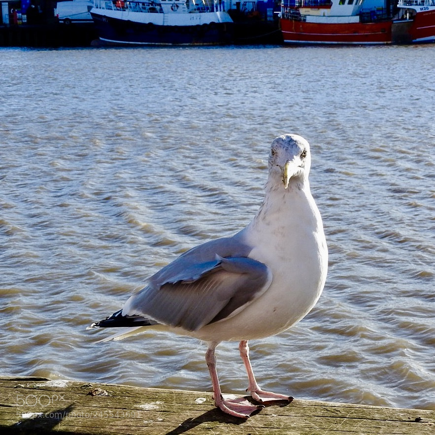 Nikon Coolpix P610 sample photo. Posing? photography