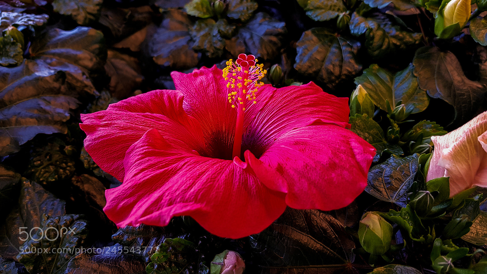 Samsung Galaxy S8 sample photo. The queen of flowers photography