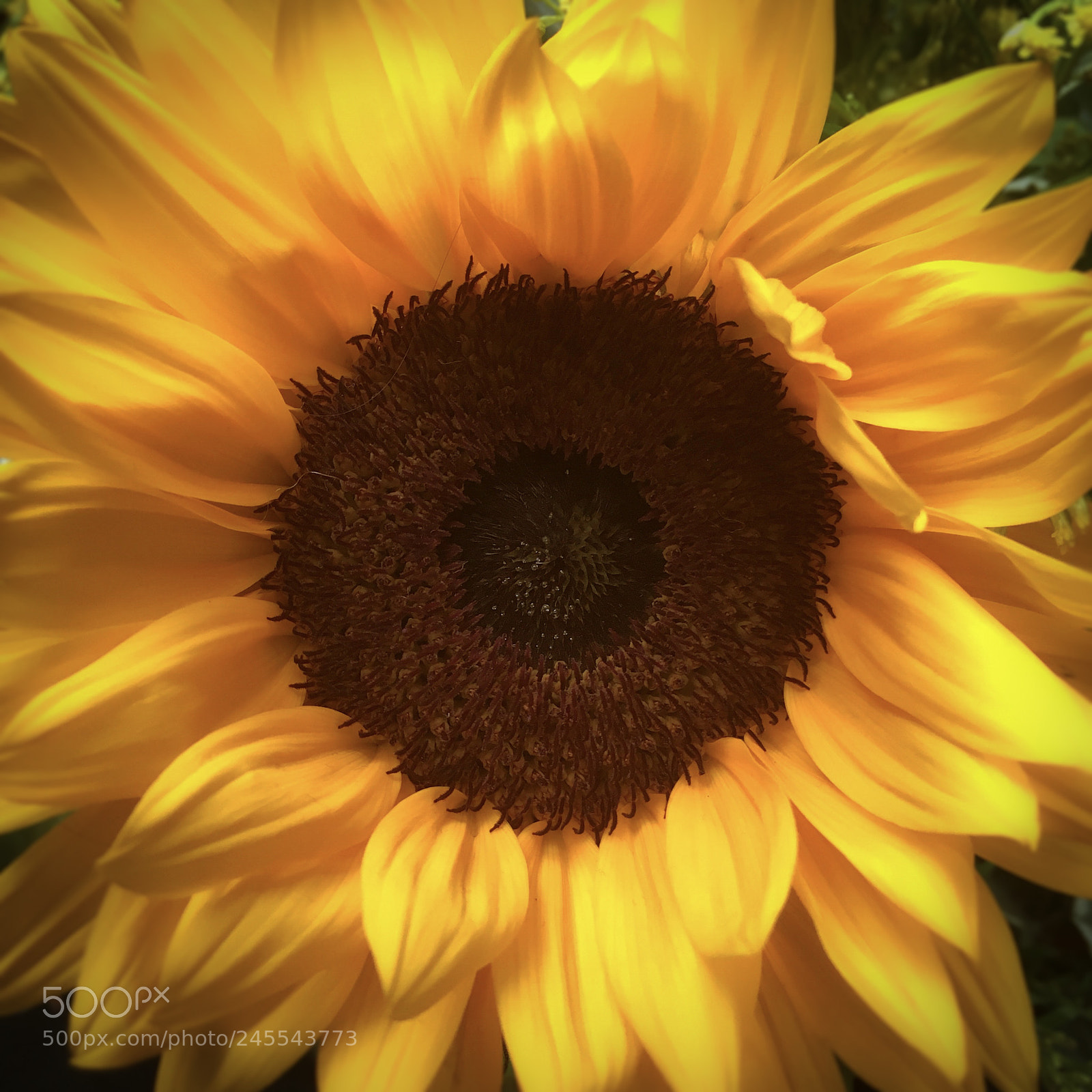 Apple iPhone SE sample photo. Sunflower photography