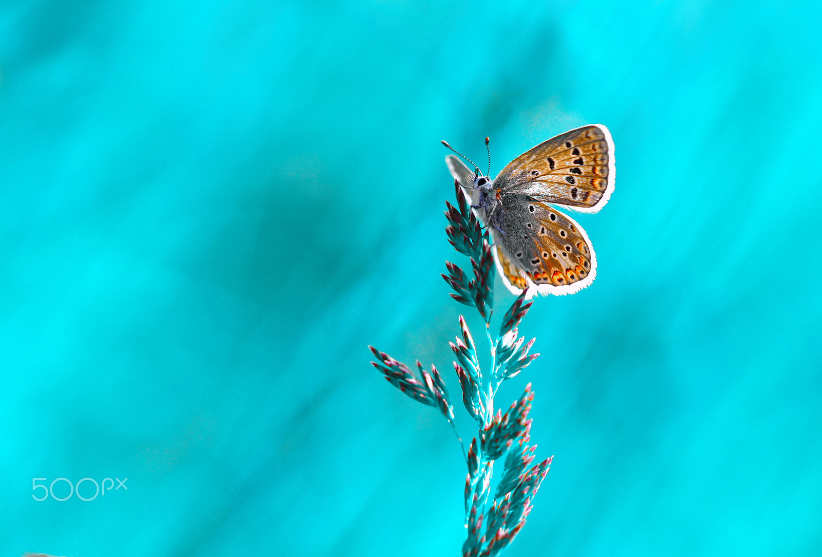 Sigma APO Macro 150mm f/2.8 EX DG HSM sample photo. Blue motion photography