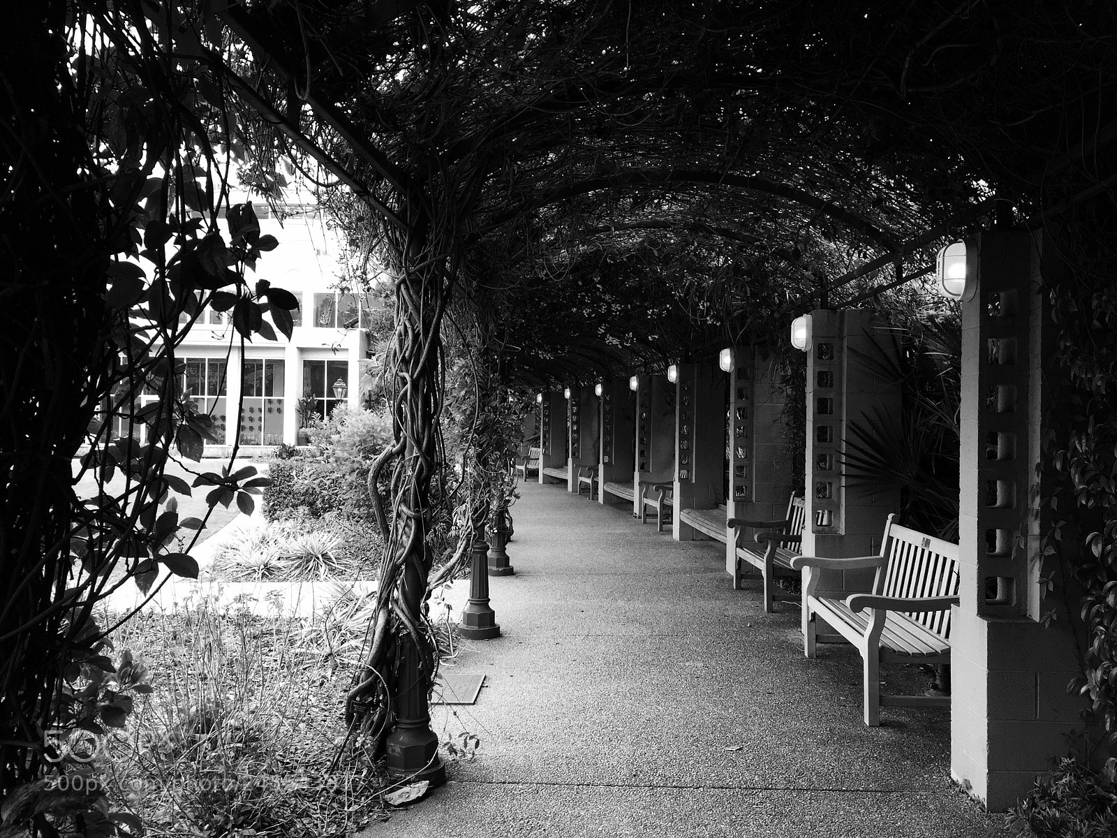 Apple iPhone 6 sample photo. Benches in the garden photography