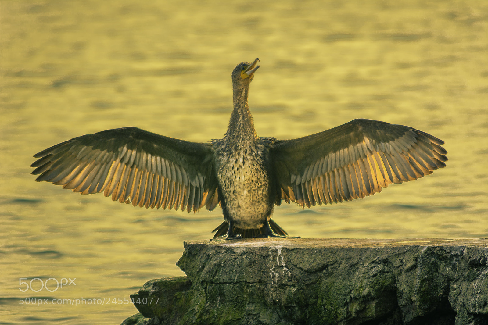 Nikon D7100 sample photo. Wings photography