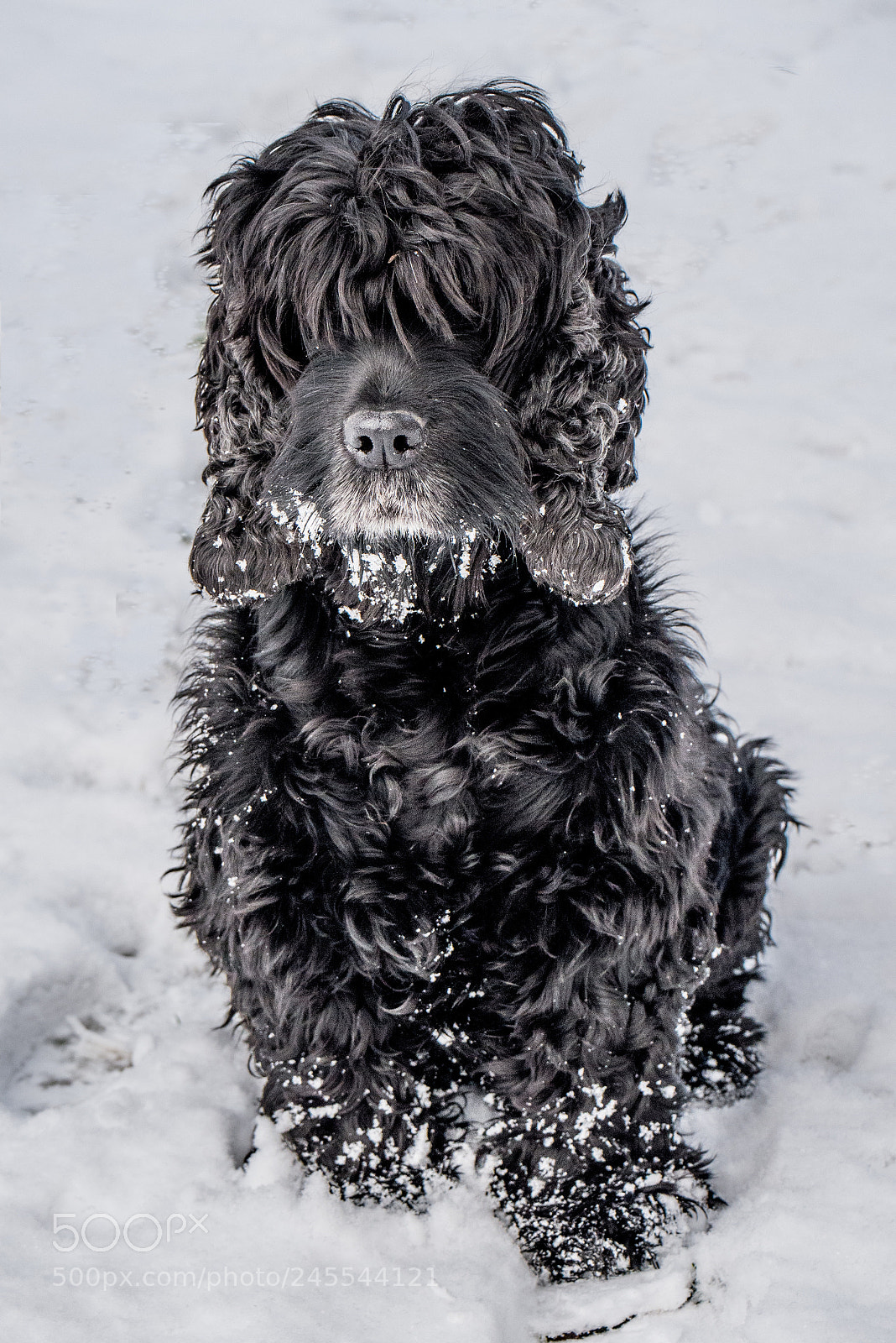 Panasonic DMC-G70 sample photo. Dog photography