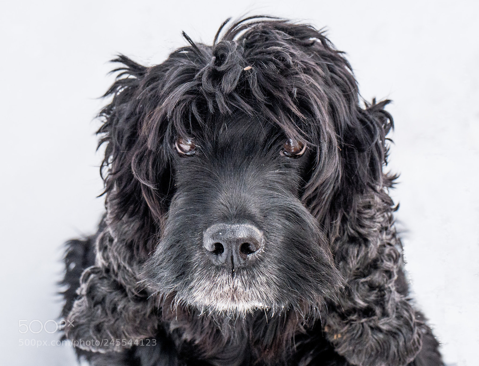 Panasonic DMC-G70 sample photo. Dog photography