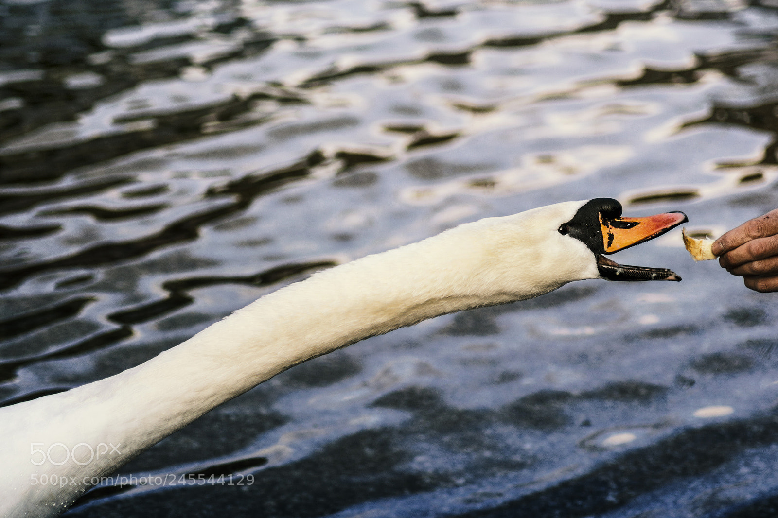 Nikon D3100 sample photo. Looong neck photography