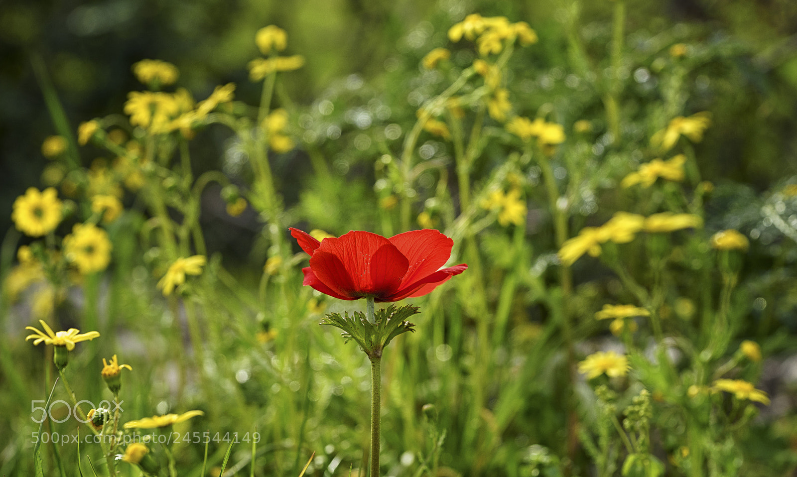 Sony a7 sample photo. Spring in jerusalem mountains photography
