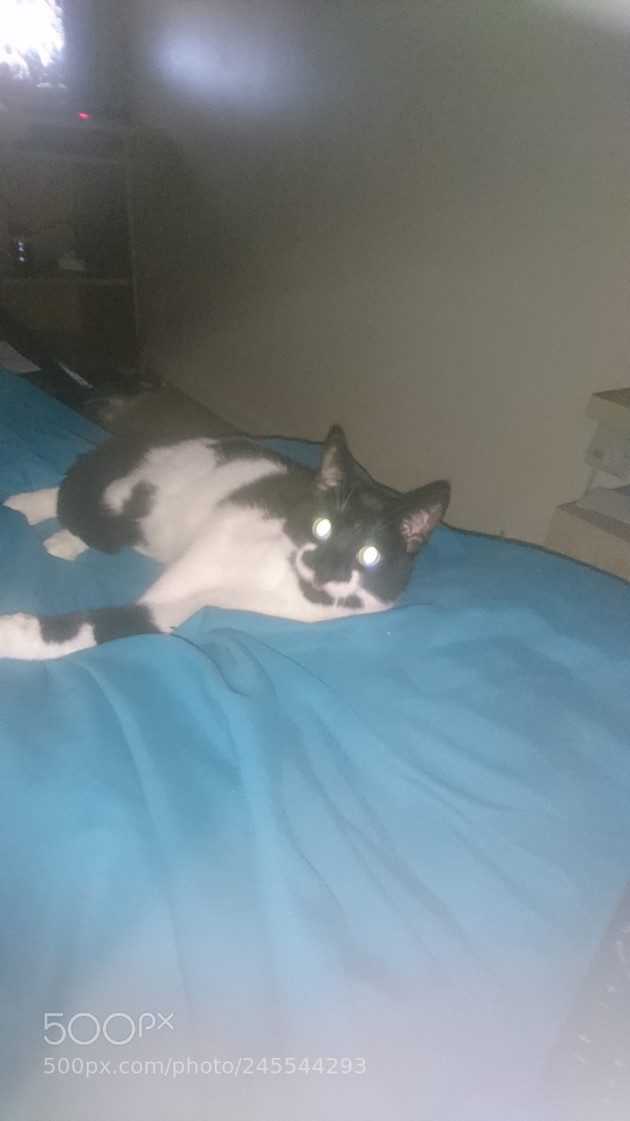 Sony Xperia X sample photo. Molly relaxing photography