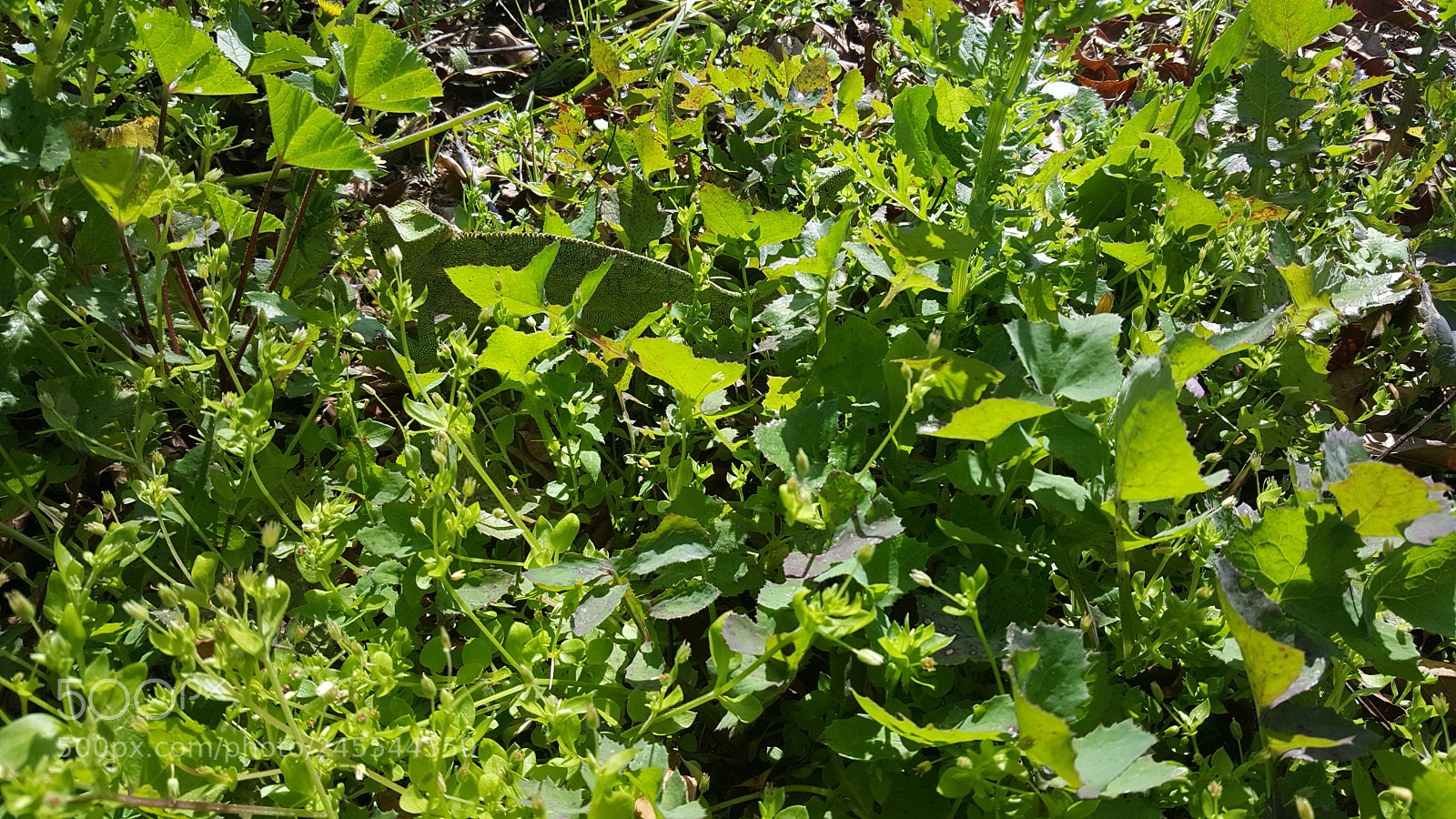 Samsung Galaxy S6 sample photo. Where's the lizard? photography
