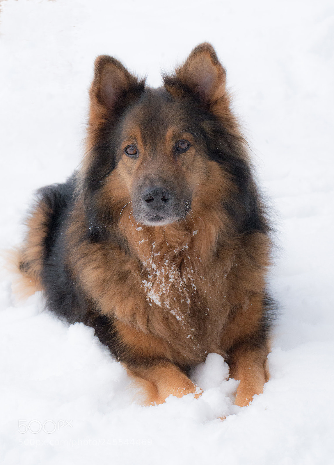 Panasonic DMC-G70 sample photo. Dog photography