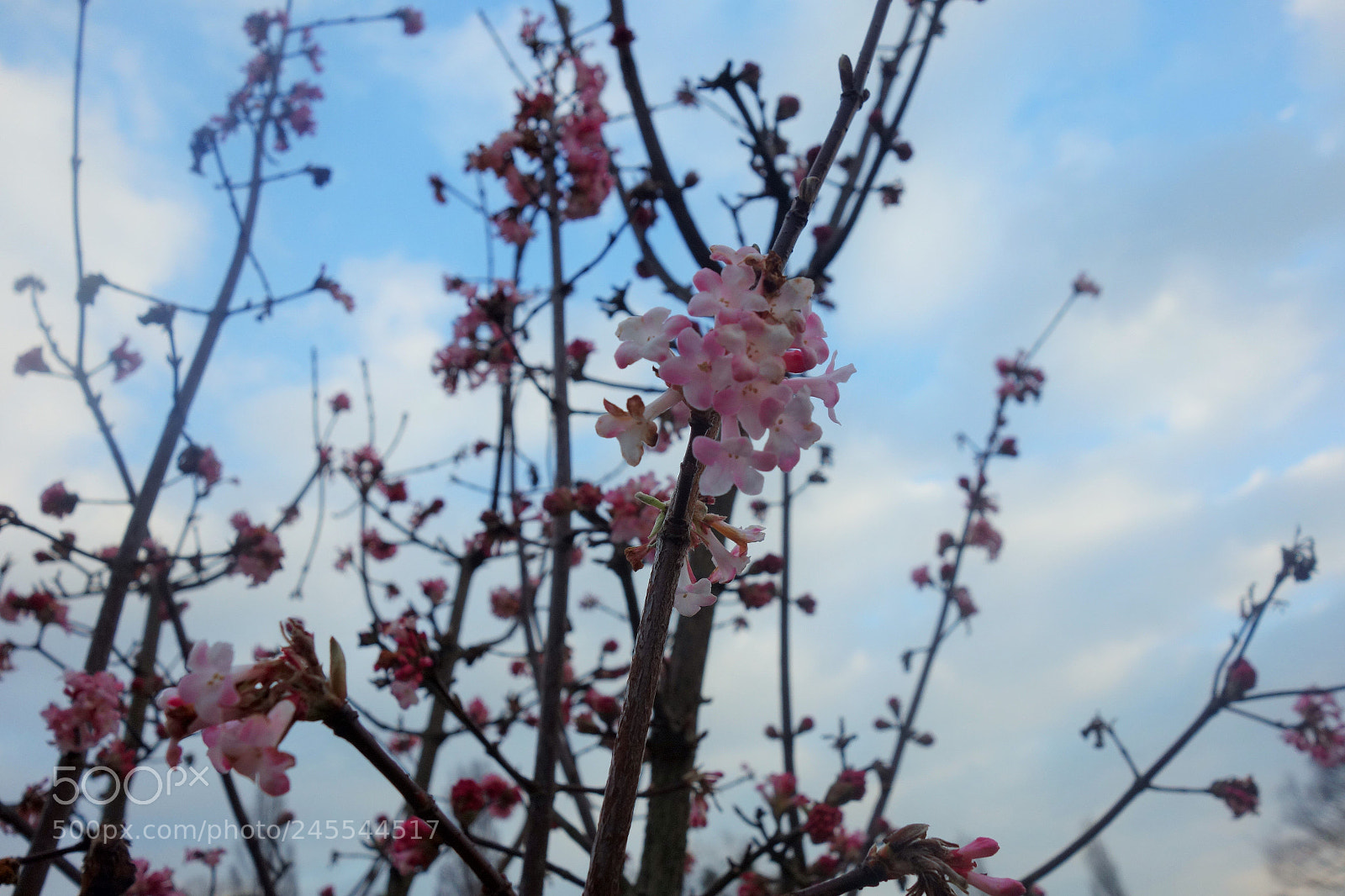 Sony Cyber-shot DSC-RX100 sample photo. Pastel spring photography