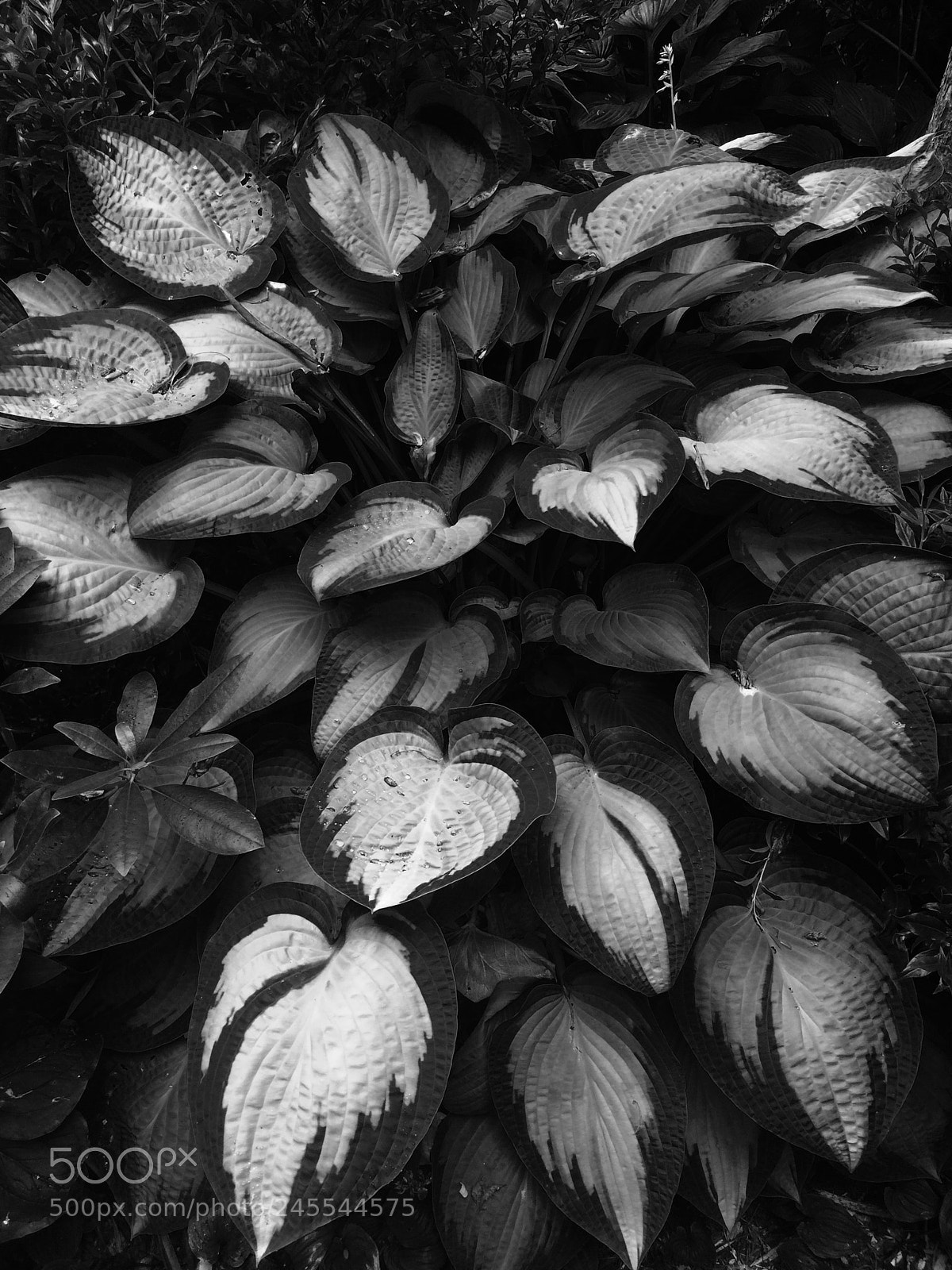 Apple iPhone 5s sample photo. Untitled photography