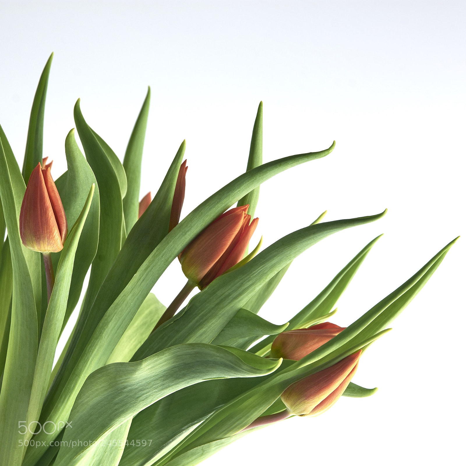 Nikon D7200 sample photo. Tulips photography