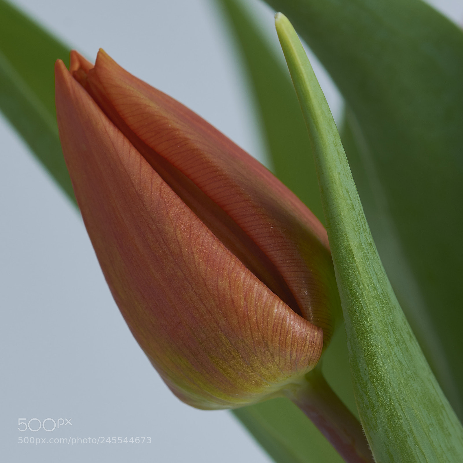 Nikon D7200 sample photo. Tulip photography