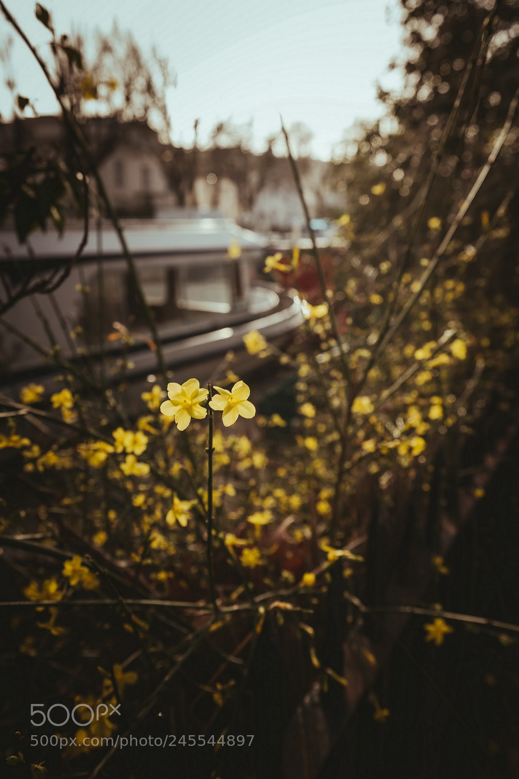 Sony a7R II sample photo. Flower in little venice 1 photography